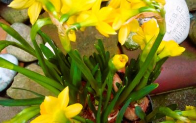 Daffodils – Ostern mit William Wordsworth (1770-1850)