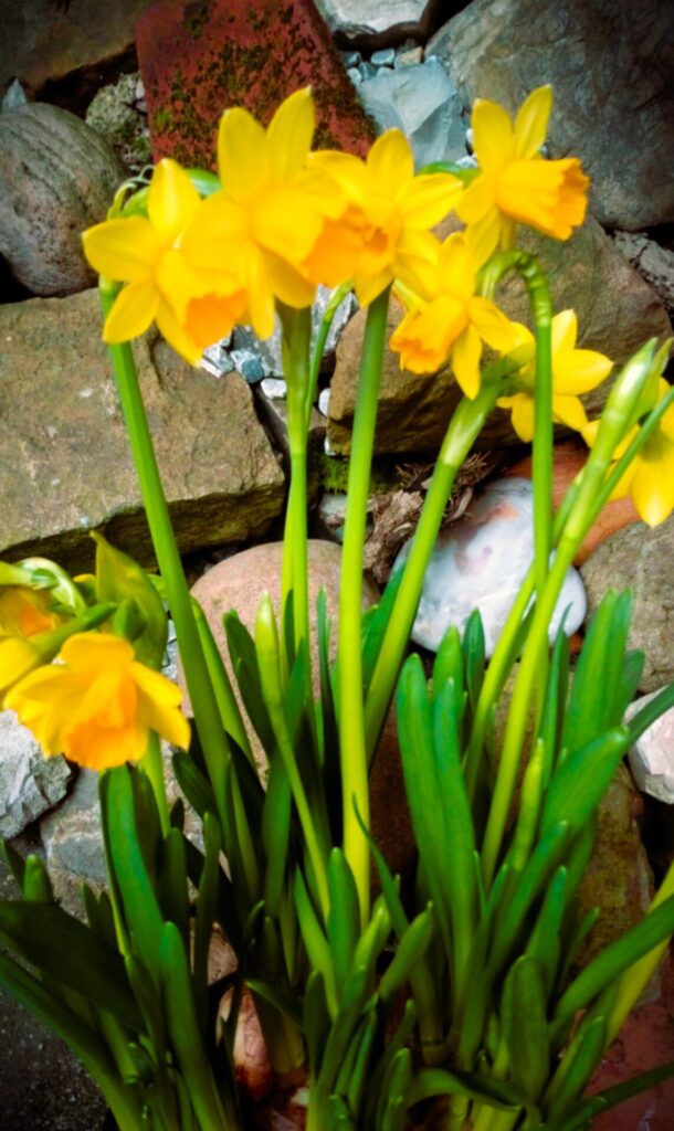 Daffodils